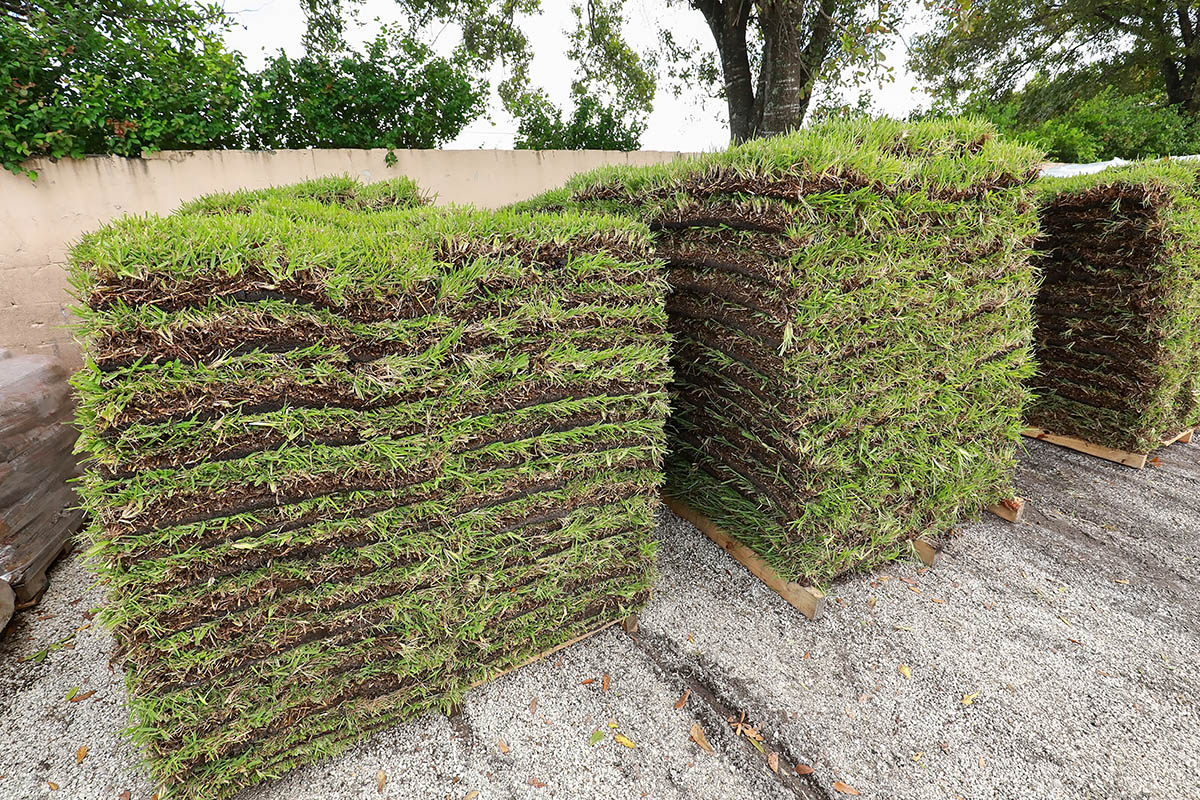 Pallets of St. Augustine sod waiting to be sold at a local garden center.